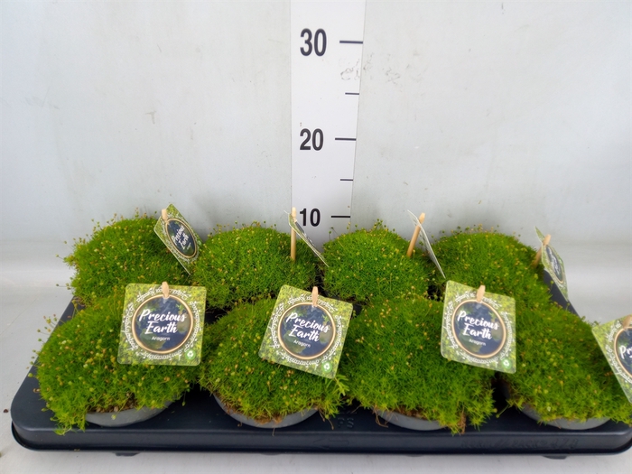 <h4>Sagina subulata</h4>