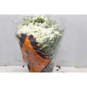 CRISANTEMO BOLA BELGA P20 BRANCO