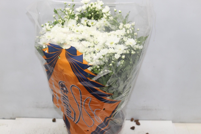 <h4>CRISANTEMO BOLA BELGA P20 BRANCO</h4>