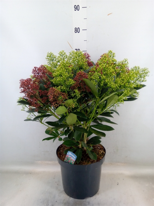 <h4>Skimmia jap.</h4>