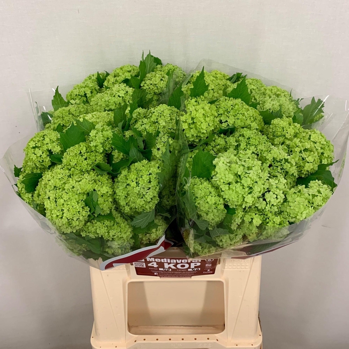 <h4>Viburnum Greenhouse 4 Kop Mediaverdi</h4>