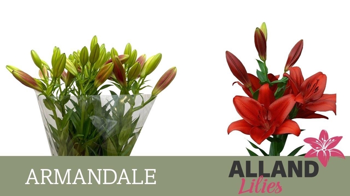 <h4>LI LA ARMANDALE</h4>