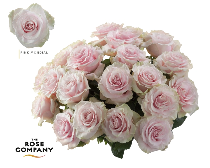 <h4>Rosa Ec Pink Mondial</h4>