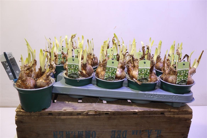 <h4>Leucoj Aestivum</h4>