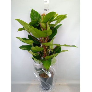 Philodendron  'Emerald Queen'