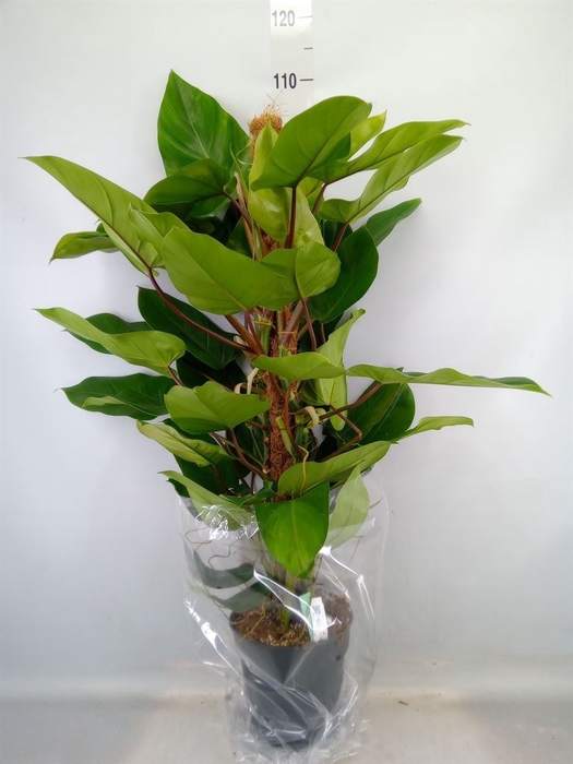 <h4>Philodendron  'Emerald Queen'</h4>