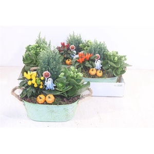 ARR TUINPLANTEN