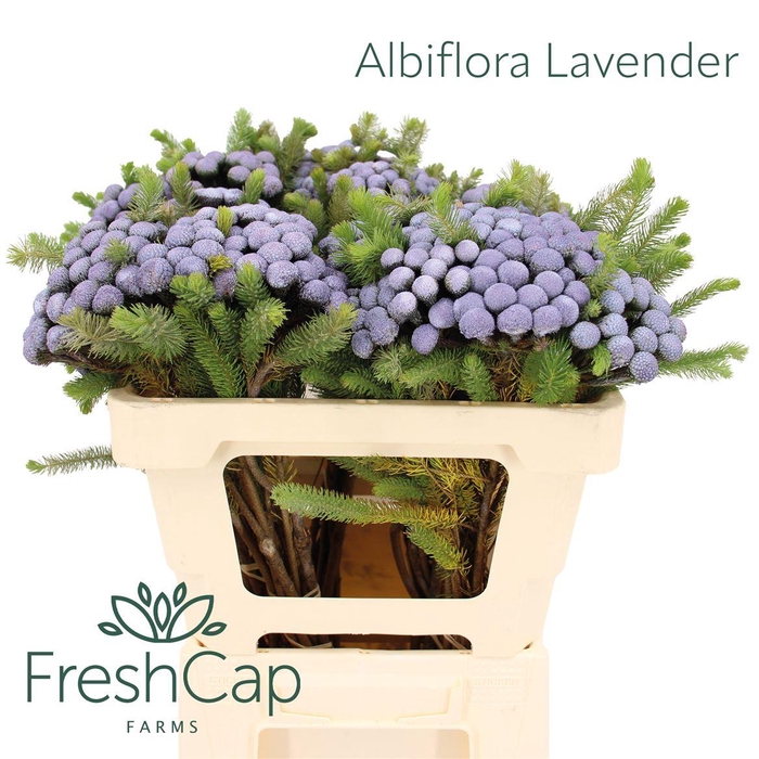 <h4>Albiflora Lavender</h4>