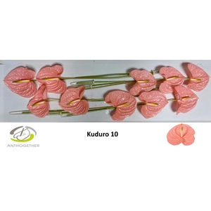 ANTH A KUDURO 10
