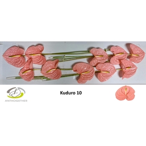 ANTH A KUDURO 10