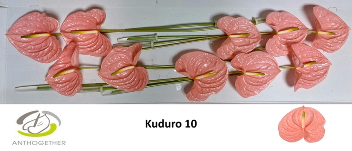 <h4>ANTH A KUDURO 10</h4>