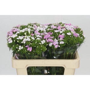 Dianthus Br Amazon Rose Magic