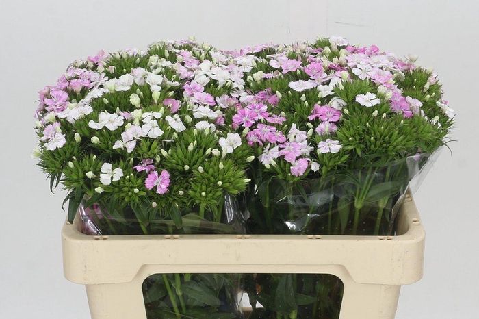 <h4>Dianthus Br Amazon Rose Magic</h4>
