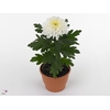 M-Upz Chrysanne® Zembla Next White Make-Upz® Party Mix