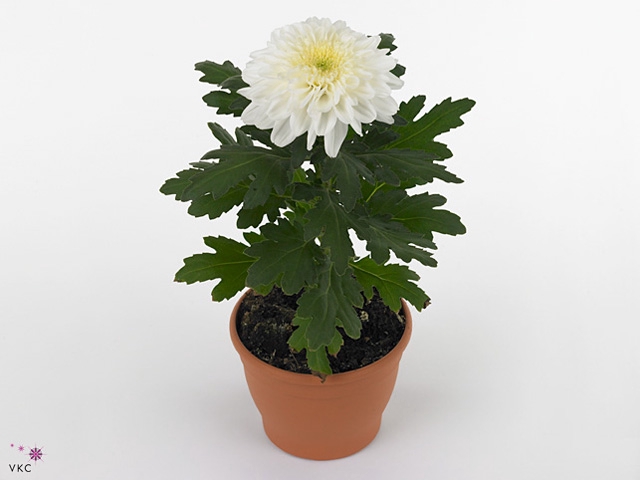 M-Upz Chrysanne® Zembla Next White Make-Upz® Party Mix