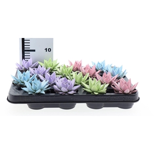 Echeveria  'Miranda'