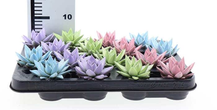 <h4>Echeveria  'Miranda'</h4>