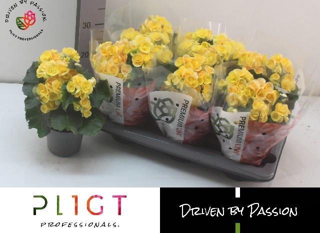 <h4>BEG HL NADINE</h4>