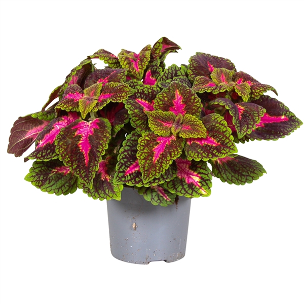 <h4>Coleus Park Avenue</h4>