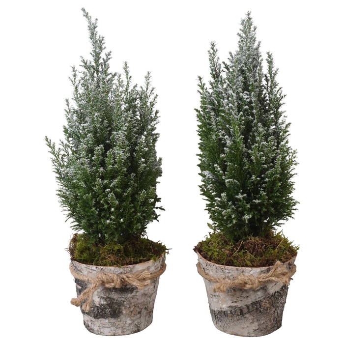 <h4>PTK25226 Ellwoodii met sneeuw in hout pot</h4>