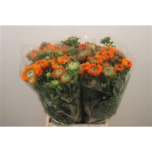 Calendula Double Orange Extra