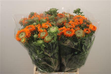 <h4>Calendula Double Orange Extra</h4>