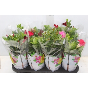 DIPLADENIA P15