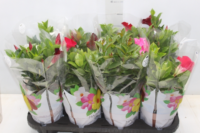 <h4>DIPLADENIA P15</h4>
