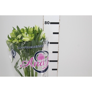 ALSTROEMERIA MISTRAL 080 CM