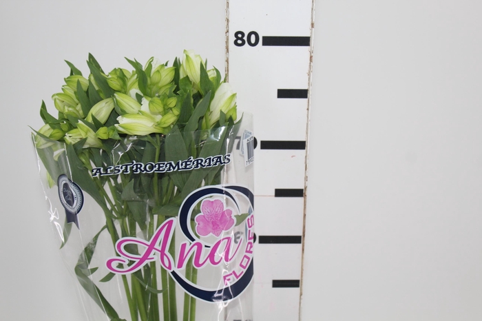 <h4>ALSTROEMERIA MISTRAL 080 CM</h4>