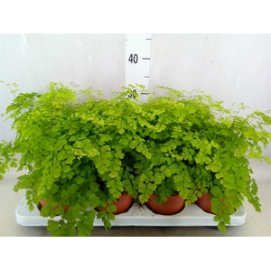 Adiantum raddi. 'Fragrans'