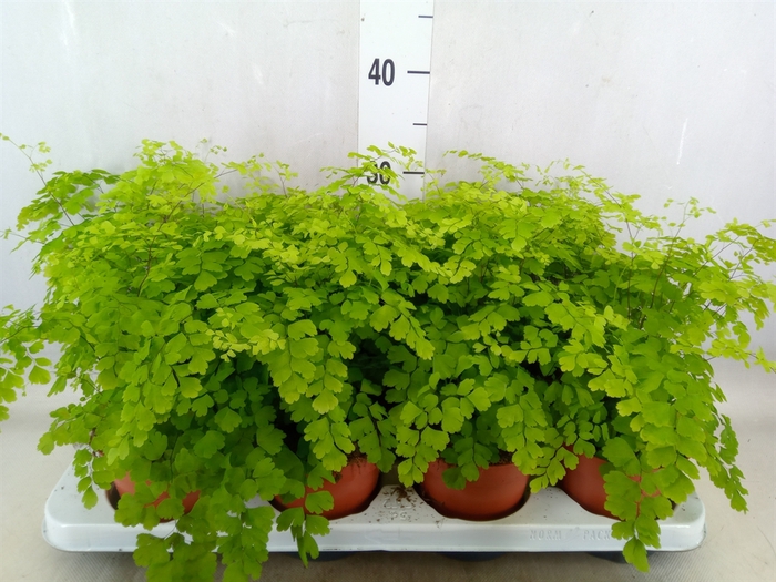 <h4>Adiantum raddi. 'Fragrans'</h4>