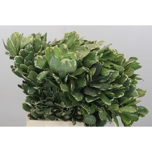 Pittosporum Ilan (Isr)