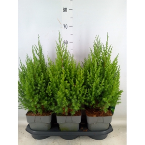 Juniperus chinensis 'Stricta'