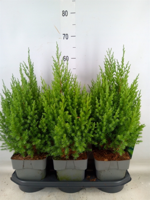 <h4>Juniperus chinensis 'Stricta'</h4>