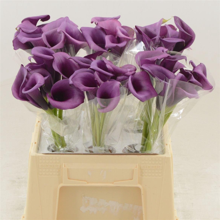 Calla Durban | Dubbelbloemig