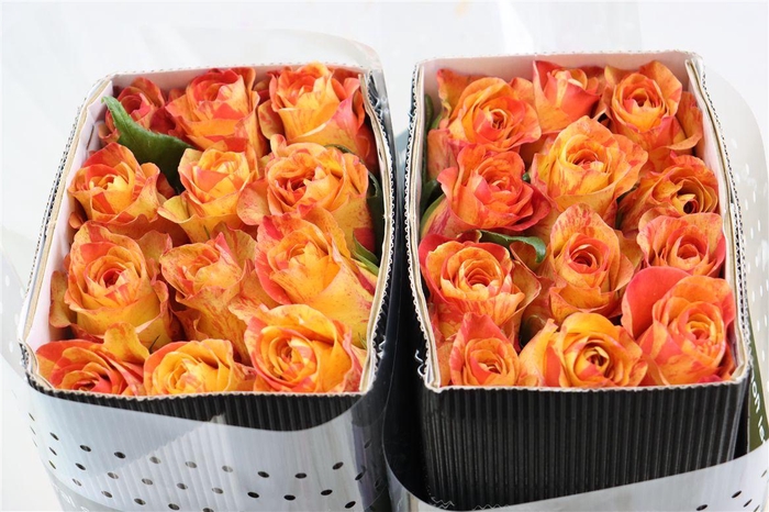 <h4>R Gr Butterfly</h4>