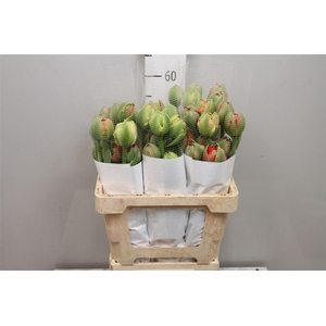 Tu Du Gudoshnik Doub