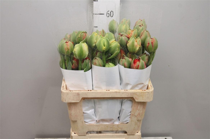 <h4>Tu Du Gudoshnik Doub</h4>