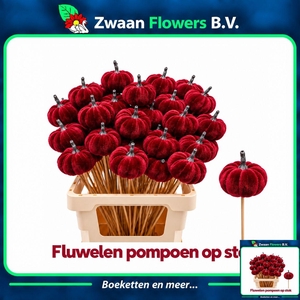 HUIS EN TUINDECO H%