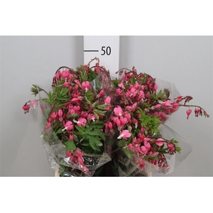 Dicentra Spectabilis