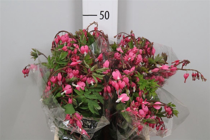 <h4>Dicentra Spectabilis</h4>