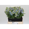 Oxypetalum Tweedia Blue