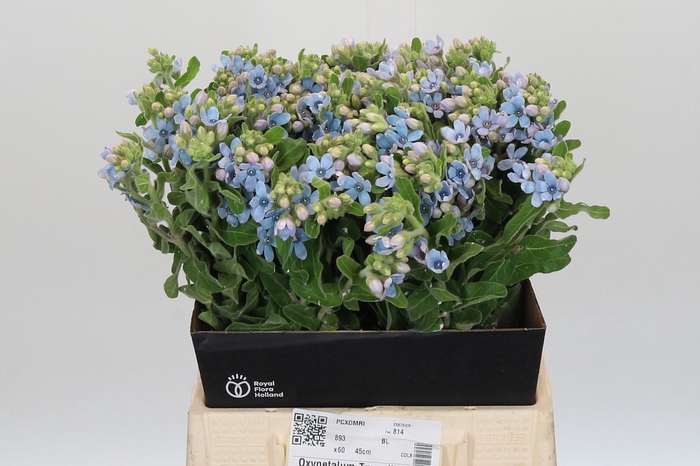 Oxypetalum Tweedia Blue
