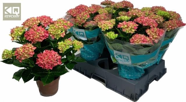 <h4>HYDR M HI OCEAN</h4>