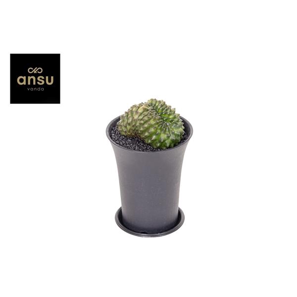 Gymno Cactus 'Spineless' Bridge XL