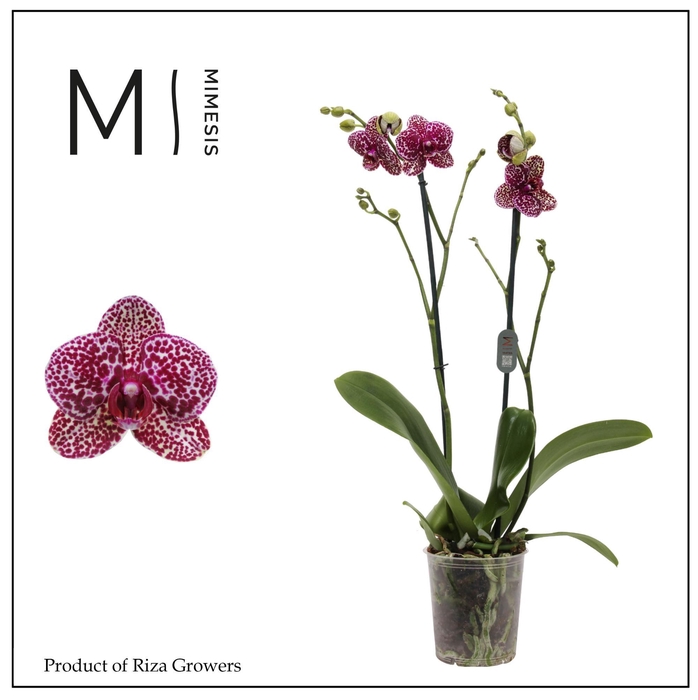 <h4>Phalaenopsis Wildcat 2 spike - 12cm | Mimesis</h4>
