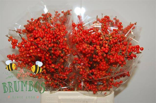 <h4>ILEX VERT MAGICAL TI</h4>
