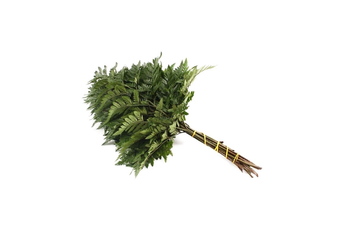 <h4>Lederv. Small Greenest</h4>