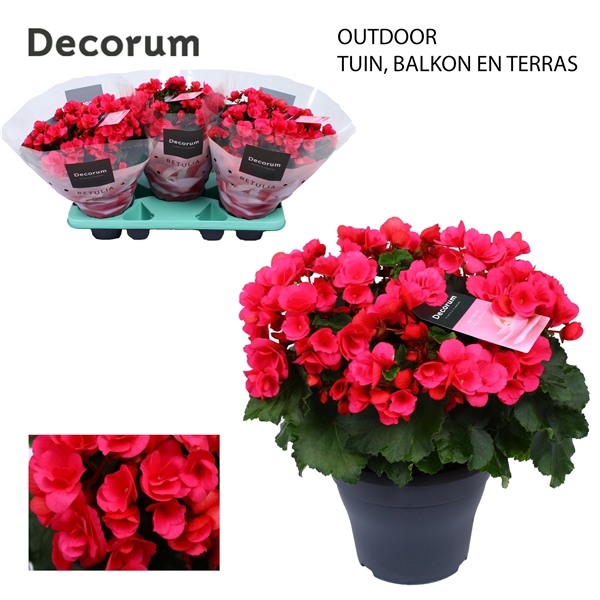 <h4>Betulia pink 19 cm outdoor Decorum</h4>